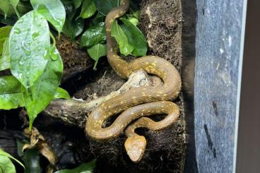 Venomous snakes kaufen und verkaufen Photo: Giftschlangen Abzugeben für Hamm März