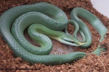 Colubrids kaufen und verkaufen Photo: 2.1 Gonyosoma Boulengeri / Rhino Ratsnakes CB24