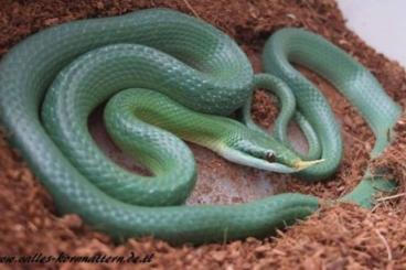 Nattern ungiftige  kaufen und verkaufen Foto: 3.1 Gonyosoma Boulengeri / Rhynchophis CB24