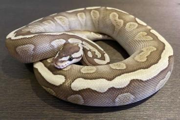 Colubrids kaufen und verkaufen Photo: 0.1 GHI Lesser Königspython / Python Regius CB22