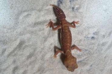 Geckos kaufen und verkaufen Photo: Nephrurus special price!!