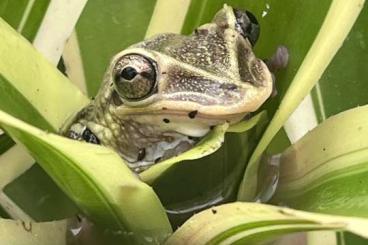 Frösche  kaufen und verkaufen Foto: Triprion petasatus            