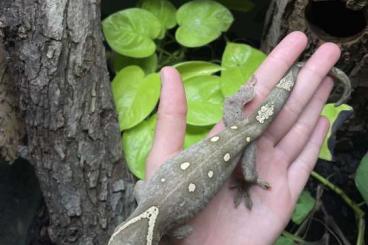 Echsen  kaufen und verkaufen Foto: 1.1 Correlophus sarasinorum