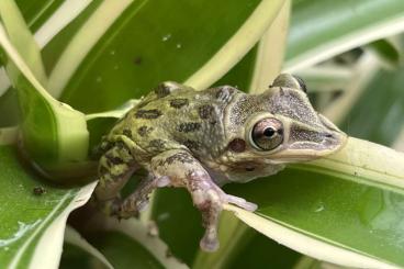 Frösche  kaufen und verkaufen Foto: Triprion petasatus             