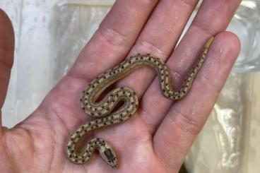 Snakes kaufen und verkaufen Photo: Tropidophis melanurus CB 12/24 Snakes kaufen und verkaufen Photo: Tropidophis melanurus CB 12/24