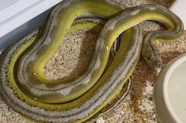 Schlangen kaufen und verkaufen Foto: Netzpythons/Reticulated Python