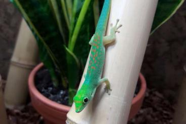 Geckos kaufen und verkaufen Foto: Phelsuma pasteuri (4.2) + Phlesuma chekei (4.0)