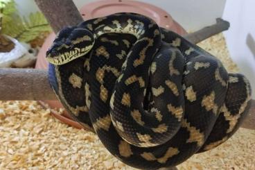 Pythons kaufen und verkaufen Foto: Morelia Spilota Harrisoni 