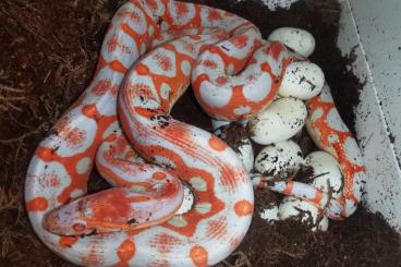 Schlangen kaufen und verkaufen Foto: Scaleless Kornnatter & 100% het. Scaleless ENZ24