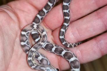 Schlangen kaufen und verkaufen Foto: 1.0 Charcoal Scaleless het. Amelanistic 66% poss het. Anery-Caramel 