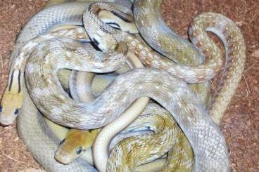 Snakes kaufen und verkaufen Photo:  1.2 Indische Schmucknattern Coelognathus helenus DNZ 2022.