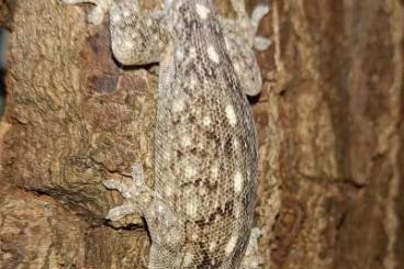 Lizards kaufen und verkaufen Photo: Lizards for Verona reptiles 