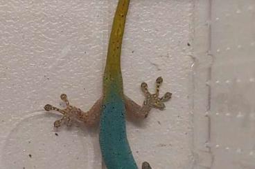 Geckos kaufen und verkaufen Foto: Houten fair NL 22 September 