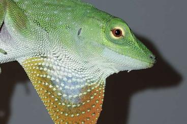 Lizards kaufen und verkaufen Photo: Reptiles for Houten and Hamm 