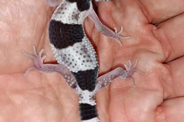Geckos kaufen und verkaufen Foto: Eublepharis m. macularius / montanus / afghanicus / fuscus / Angramain