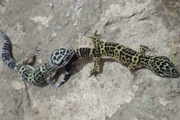 Geckos kaufen und verkaufen Photo: Eublepharis m. afghanicus 