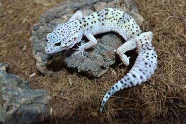 Geckos kaufen und verkaufen Photo: Eublepharis m. macularius / afghanicus / fuscus / angramainyu