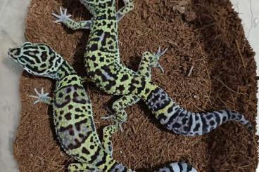 Geckos kaufen und verkaufen Foto: Eublepharis macularius afghanicus 