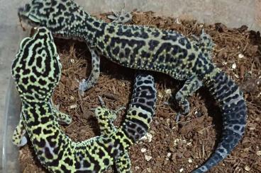 Geckos kaufen und verkaufen Foto: Eublepharis m. afghanicus 