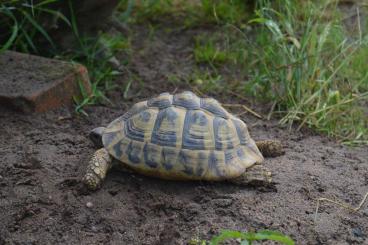 Landschildkröten kaufen und verkaufen Foto: Griechische Landschildkröte, weiblich