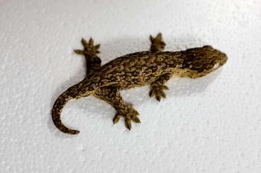 Geckos kaufen und verkaufen Foto: Leachianus Mt. Koghis Friedel