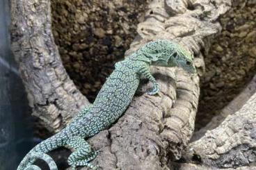 Warane kaufen und verkaufen Foto: Varanus Prasinus Kordensis Beccarii Reisingeri 