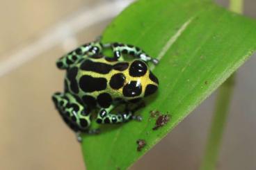 Frösche  kaufen und verkaufen Foto: Ranitomeya imitator & Theloderma asperum