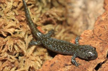 Schwanzlurche kaufen und verkaufen Foto: Ambystoma, Hynobius, Pleurodeles and Aneides for Hamm