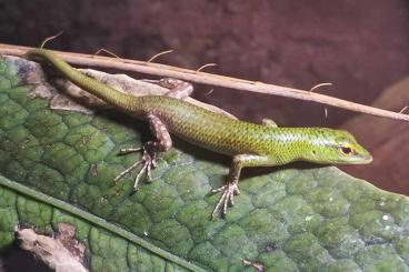 Echsen  kaufen und verkaufen Foto: Lamprolepis smaragdina pervirdis & Acanthausaura bintangensis