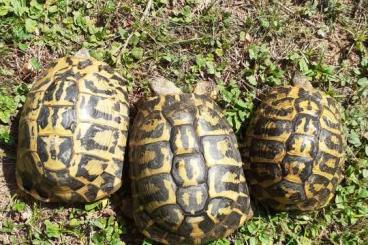 Turtles and Tortoises kaufen und verkaufen Photo: Testudo hermanni hermanni