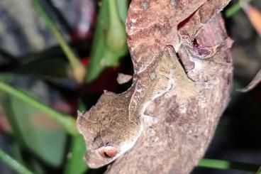 Geckos kaufen und verkaufen Photo: 1.0 Uroplatus phantasticus