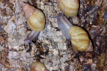 Schnecken kaufen und verkaufen Foto: Achatschnecken Jungtiere (Fulica Rodatzi mit rötlichem Apex)