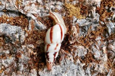 Schnecken kaufen und verkaufen Foto: Limicolaria agathina Nigeria