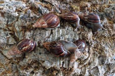 Mollusca kaufen und verkaufen Photo: 6 Wunderschöne dunkle Jungtiere, Achatschnecken