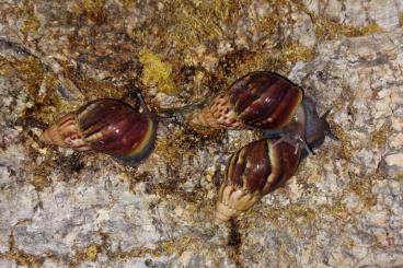 Mollusca kaufen und verkaufen Photo: Wunderschöne dunkle Jungtiere, Achatschnecken