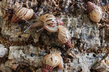 Schnecken kaufen und verkaufen Foto: Lissachatina Zanzibarica Pink Top, kleine Achatschnecken