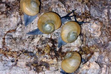 Schnecken kaufen und verkaufen Foto: Zachrysia guanensis Jungtiere