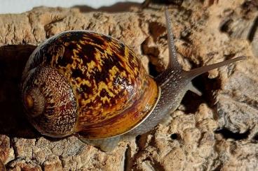 Mollusca kaufen und verkaufen Photo: Gefleckte Weinbergschnecken Jungtiere ( Cornu aspersum )