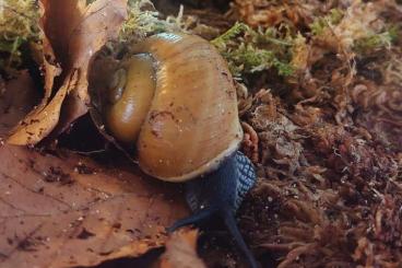 Mollusca kaufen und verkaufen Photo: Ich nehme eure Schnecken auf