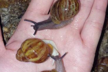 Schnecken kaufen und verkaufen Foto: Archachatina Rhodostoma Jungtiere