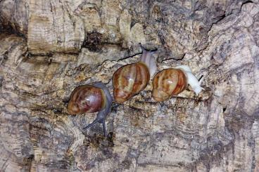 Schnecken kaufen und verkaufen Photo: Archachatina Rhodostoma Jungtiere (Achatschnecken) Schnecken kaufen und verkaufen Photo: Archachatina Rhodostoma Jungtiere (Achatschnecken)