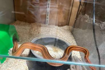 Colubrids kaufen und verkaufen Photo: Due to downsizing hobby: several adult snakes 1.1 & 1.2