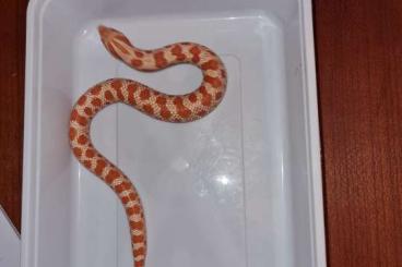 Schlangen kaufen und verkaufen Foto: Heterodon nasicus albino superred & albino superred conda cb2024