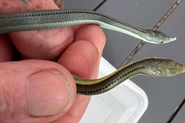 Snakes kaufen und verkaufen Photo: Philodryas Baroni cb2024 blue and green