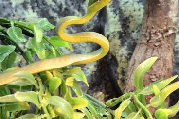 Snakes kaufen und verkaufen Photo: 0,0,4 Oxybelis fulgidus                  