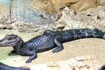 Echsen  kaufen und verkaufen Foto: 1,0 Paleosuchus palpebrosus NZ 2017     