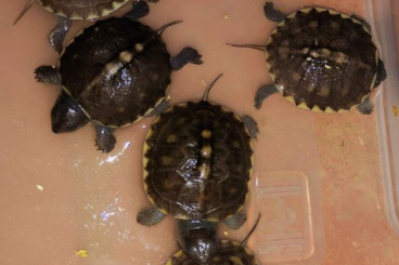 Schildkröten  kaufen und verkaufen Foto: Terrapene Carolina - Box turtles