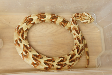 Giftschlangen kaufen und verkaufen Foto: available for Houten Snakeday