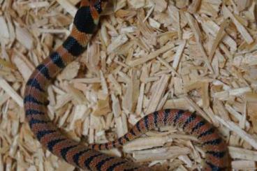 Giftschlangen kaufen und verkaufen Foto: For Houten Snake day(not Hamm)