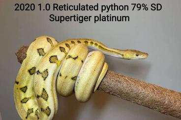 Python regius classic buy and sell Page 21